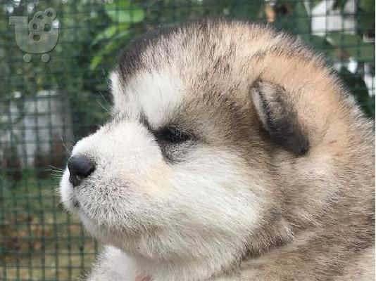 Κουτάβια malamute της Αλάσκας